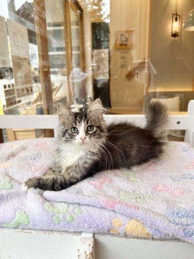 画像9: 《売約済み》　2024年4月13日生まれ ノルウェージャンFC 女の子