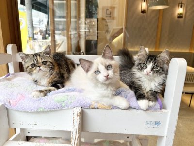 画像12: 《売約済み》　2024年4月13日生まれ ノルウェージャンFC 女の子