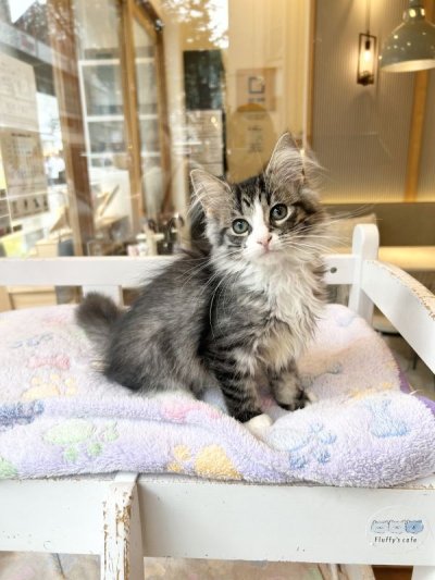 画像8: 《売約済み》　2024年4月13日生まれ ノルウェージャンFC 女の子