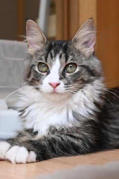 画像4: 《売約済み》　2024年4月13日生まれ ノルウェージャンFC 女の子