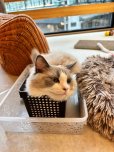 画像5: 《2F猫カフェ在籍》　2024年4月10日生まれ ラグドール女の子