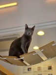 画像3: 《2F猫カフェ在籍》　2024年6月3日生まれ ロシアンブルー男の子