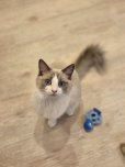 画像9: 《2F猫カフェ在籍》　2024年4月10日生まれ ラグドール女の子