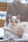 画像2: 《2F猫カフェ在籍》　2024年9月6日生まれ ラグドール女の子 (2)