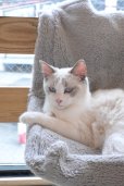 画像3: 《2F猫カフェ在籍》　2024年9月6日生まれ ラグドール女の子