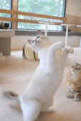 画像4: 《2F猫カフェ在籍》　2024年9月6日生まれ ラグドール女の子