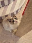 画像7: 《2F猫カフェ在籍》　2024年4月10日生まれ ラグドール女の子