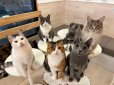 画像5: 《2F猫カフェ在籍》　2024年6月3日生まれ ロシアンブルー男の子