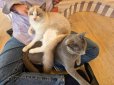 画像5: 《2F猫カフェ在籍》　2024年9月6日生まれ ラグドール女の子