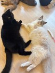 画像6: 《2F猫カフェ在籍》　2024年4月10日生まれ ラグドール女の子