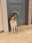 画像3: 《2F猫カフェ在籍》　2024年4月10日生まれ ラグドール女の子