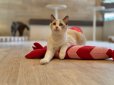 画像6: 《2F猫カフェ在籍》　2024年9月6日生まれ ラグドール女の子