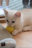 画像11: 《1F子猫部屋在籍》　2025年3月14日生まれ ミヌエット短足　男の子