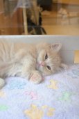 画像5: 《1F子猫部屋在籍》　2025年3月29日生まれ ミヌエット短足　男の子