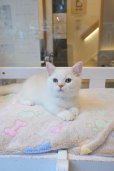 画像4: 《1F子猫部屋在籍》　2025年3月14日生まれ ミヌエット短足　男の子