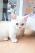 画像12: 《1F子猫部屋在籍》　2025年3月14日生まれ ミヌエット短足　男の子