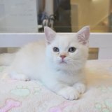 《1F子猫部屋在籍》　2025年3月14日生まれ ミヌエット短足　男の子