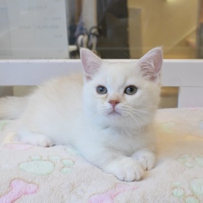 画像1: 《1F子猫部屋在籍》　2025年3月14日生まれ ミヌエット短足　男の子