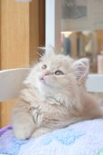 画像12: 《1F子猫部屋在籍》　2025年3月29日生まれ ミヌエット短足　男の子