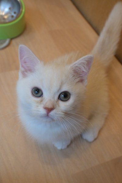 画像2: 《1F子猫部屋在籍》　2025年3月14日生まれ ミヌエット短足　男の子