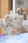 画像2: 《1F子猫部屋在籍》　2025年3月29日生まれ ミヌエット短足　男の子 (2)
