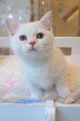 画像5: 《1F子猫部屋在籍》　2025年3月14日生まれ ミヌエット短足　男の子