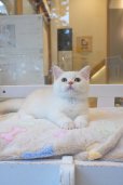 画像3: 《1F子猫部屋在籍》　2025年3月14日生まれ ミヌエット短足　男の子
