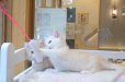 画像8: 《1F子猫部屋在籍》　2025年3月14日生まれ ミヌエット短足　男の子