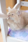 画像3: 《1F子猫部屋在籍》　2025年3月29日生まれ ミヌエット短足　男の子