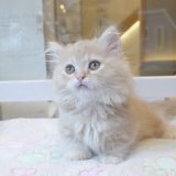 《1F子猫部屋在籍》　2025年3月29日生まれ ミヌエット短足　男の子
