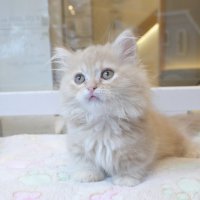 《1F子猫部屋在籍》　2025年3月29日生まれ ミヌエット短足　男の子