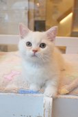 画像10: 《1F子猫部屋在籍》　2025年3月14日生まれ ミヌエット短足　男の子