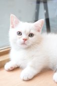 画像6: 《1F子猫部屋在籍》　2025年3月14日生まれ ミヌエット短足　男の子