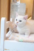 画像9: 《1F子猫部屋在籍》　2025年3月14日生まれ ミヌエット短足　男の子