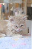 画像6: 《1F子猫部屋在籍》　2025年3月29日生まれ ミヌエット短足　男の子