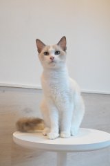 《2F猫カフェ在籍》　2024年9月6日生まれ ラグドール女の子