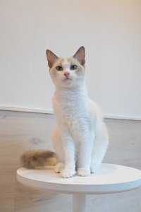 《2F猫カフェ在籍》　2024年9月6日生まれ ラグドール女の子