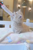画像9: 《1F子猫部屋在籍》　2025年3月29日生まれ ミヌエット短足　男の子