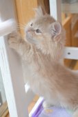 画像7: 《1F子猫部屋在籍》　2025年3月29日生まれ ミヌエット短足　男の子