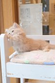 画像11: 《1F子猫部屋在籍》　2025年3月29日生まれ ミヌエット短足　男の子