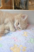 画像4: 《1F子猫部屋在籍》　2025年3月29日生まれ ミヌエット短足　男の子