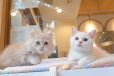 画像8: 《1F子猫部屋在籍》　2025年3月29日生まれ ミヌエット短足　男の子