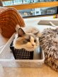 画像5: 《2F猫カフェ在籍》　2024年4月10日生まれ ラグドール女の子 (5)