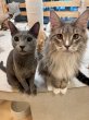 画像6: 《2F猫カフェ在籍》　2024年6月3日生まれ ロシアンブルー男の子 (6)