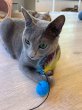 画像8: 《2F猫カフェ在籍》　2024年6月3日生まれ ロシアンブルー男の子 (8)