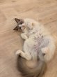 画像4: 《2F猫カフェ在籍》　2024年4月10日生まれ ラグドール女の子 (4)