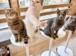 画像9: 《2F猫カフェ在籍》　2024年6月3日生まれ ロシアンブルー男の子 (9)