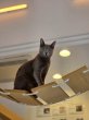 画像3: 《2F猫カフェ在籍》　2024年6月3日生まれ ロシアンブルー男の子 (3)