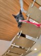 画像7: 《2F猫カフェ在籍》　2024年6月3日生まれ ロシアンブルー男の子 (7)