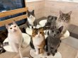 画像5: 《2F猫カフェ在籍》　2024年6月3日生まれ ロシアンブルー男の子 (5)
